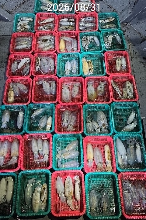9월 2일 진해 무늬오징어 선상낚시 조황 현장 사진 15