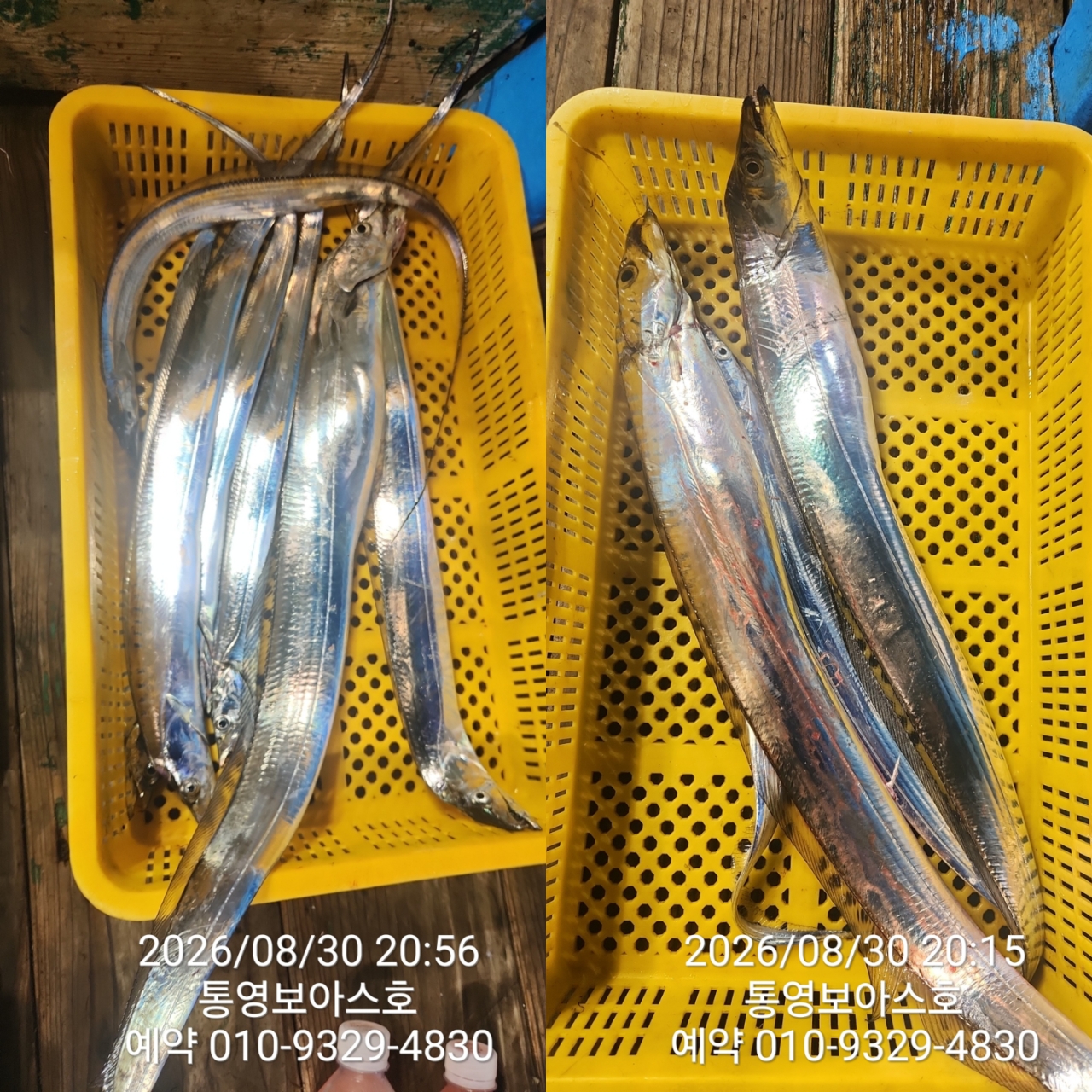 8월 31일 통영 갈치 선상낚시 조황 현장 사진 9