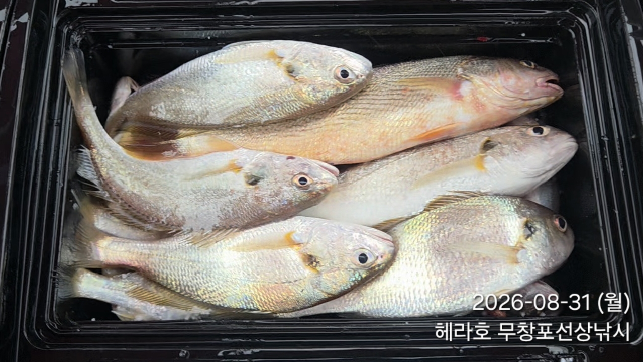 8월 31일 선상낚시 조황 현장 사진 11