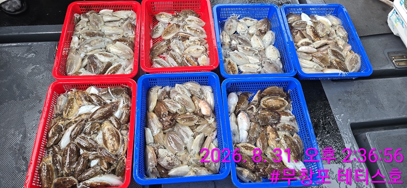 8월 31일 갑오징어 선상낚시 조황 현장 사진 2