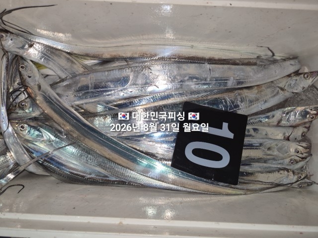 8월 31일 선상낚시 조황 현장 사진 9