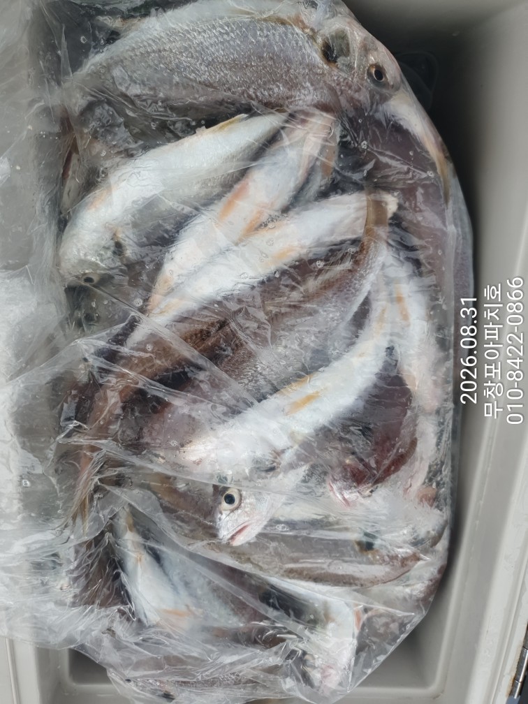 9월 1일 포항 주꾸미 선상낚시 조황 현장 사진 9