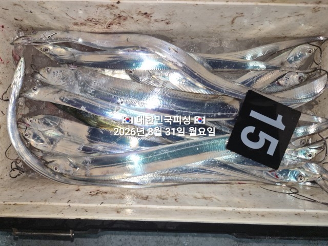 8월 31일 선상낚시 조황 현장 사진 7