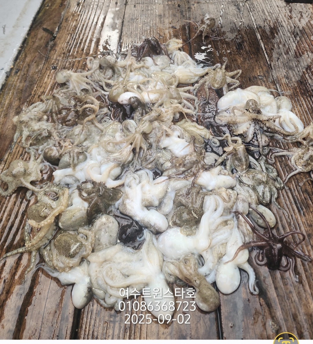 9월 4일 여수 문어 선상낚시 조황 현장 사진 5