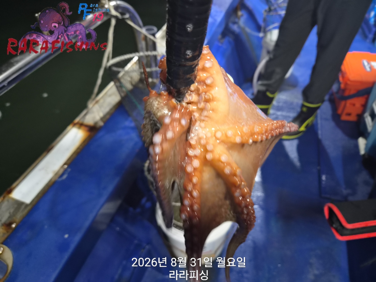8월 31일 진해 문어 선상낚시 조황 현장 사진 9