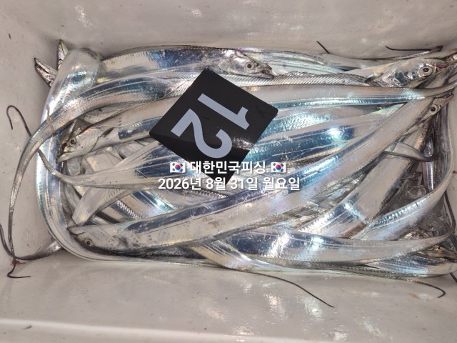 8월 31일 선상낚시 조황 현장 사진 8