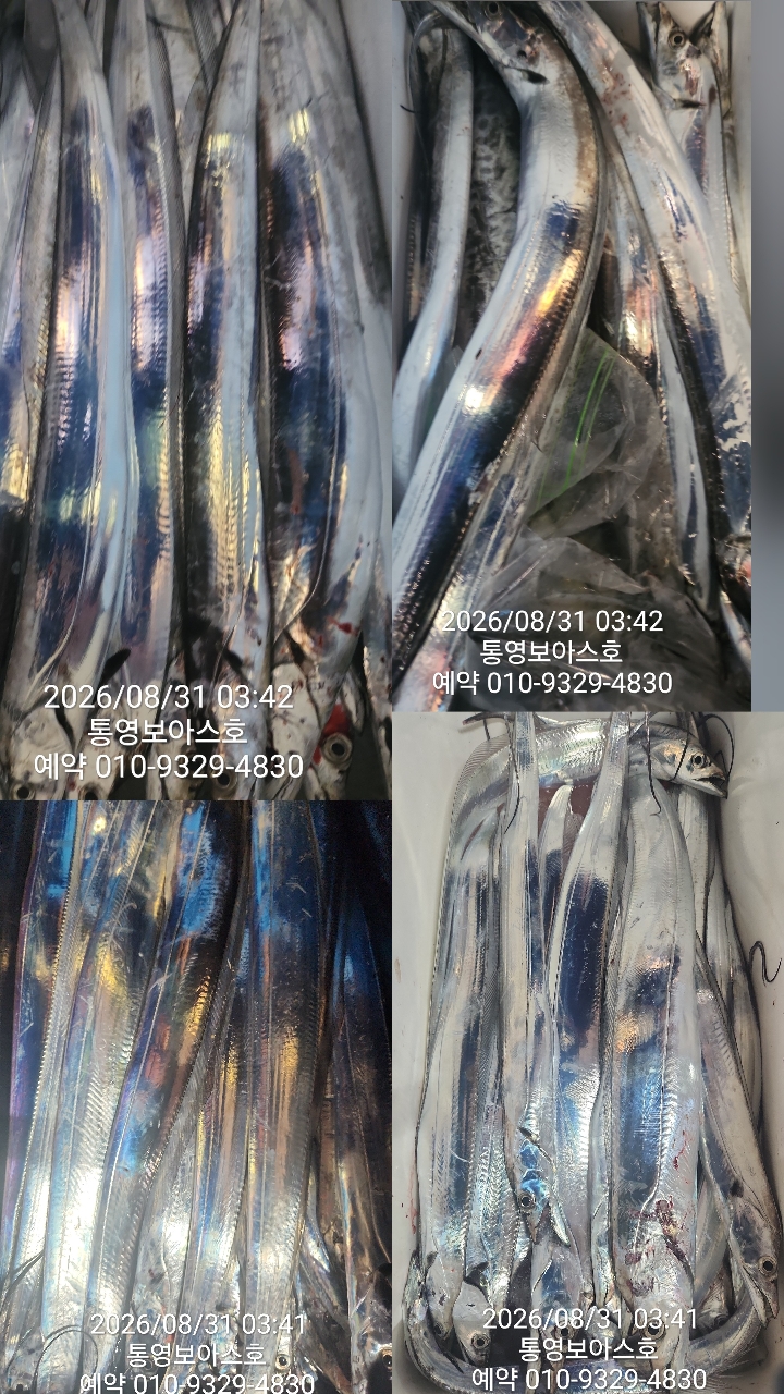 8월 31일 통영 갈치 선상낚시 조황 현장 사진 6