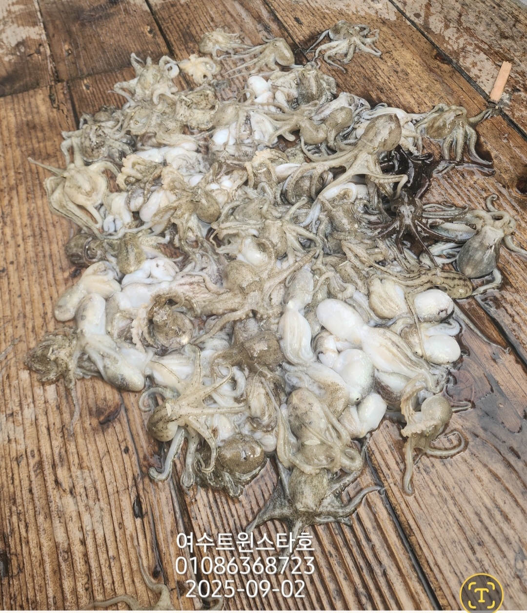 9월 4일 여수 문어 선상낚시 조황 현장 사진 6