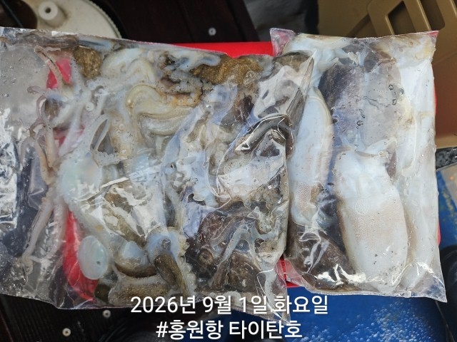 9월 1일 서천 갑오징어 선상낚시 조황 현장 사진 13