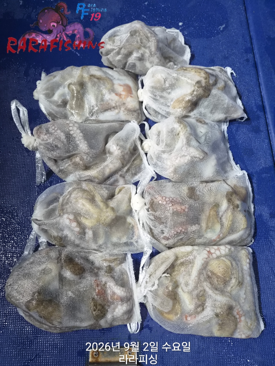 9월 1일 진해 문어 선상낚시 조황 현장 사진 12