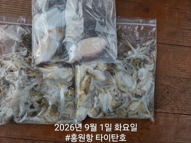 9월 1일 서천 갑오징어 선상낚시 조황 현장 사진 8