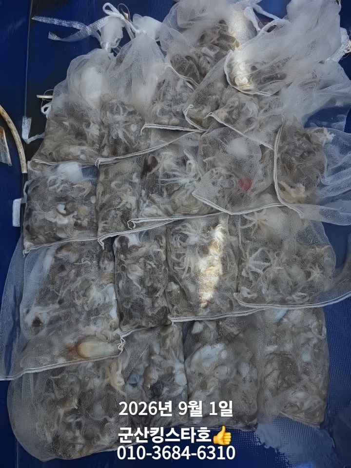 9월 1일 군산 주꾸미 선상낚시 조황 현장 사진 10