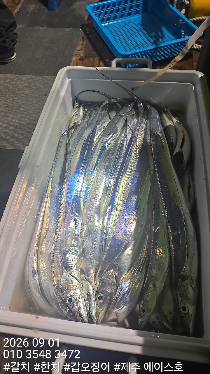 9월 1일 갈치 선상낚시 조황 현장 사진 10