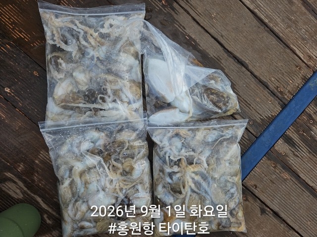 9월 1일 서천 갑오징어 선상낚시 조황 현장 사진 11