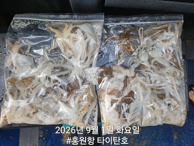 9월 1일 서천 갑오징어 선상낚시 조황 현장 사진 10