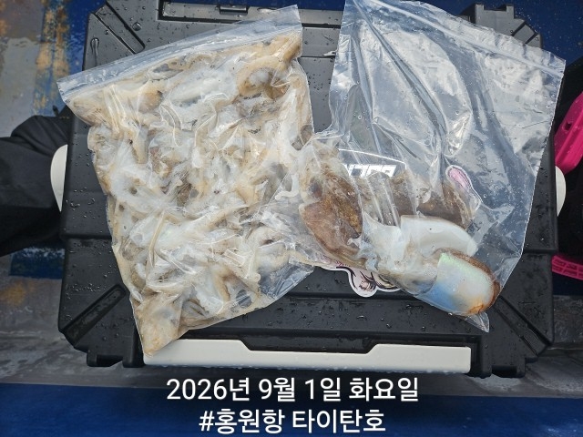 9월 1일 서천 갑오징어 선상낚시 조황 현장 사진 15