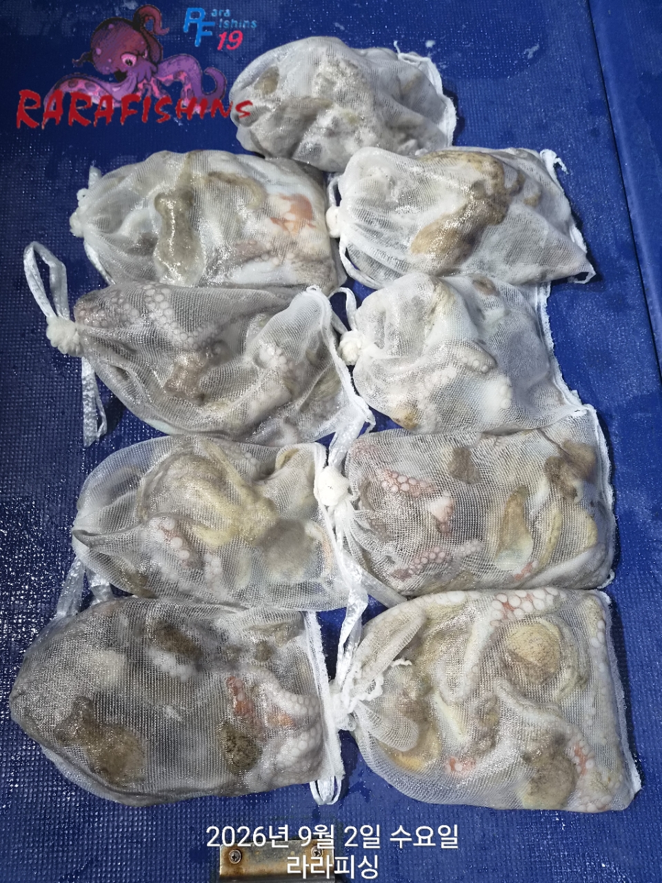 9월 1일 진해 문어 선상낚시 조황 현장 사진 11