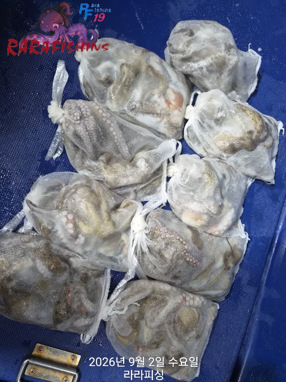 9월 1일 진해 문어 선상낚시 조황 현장 사진 13