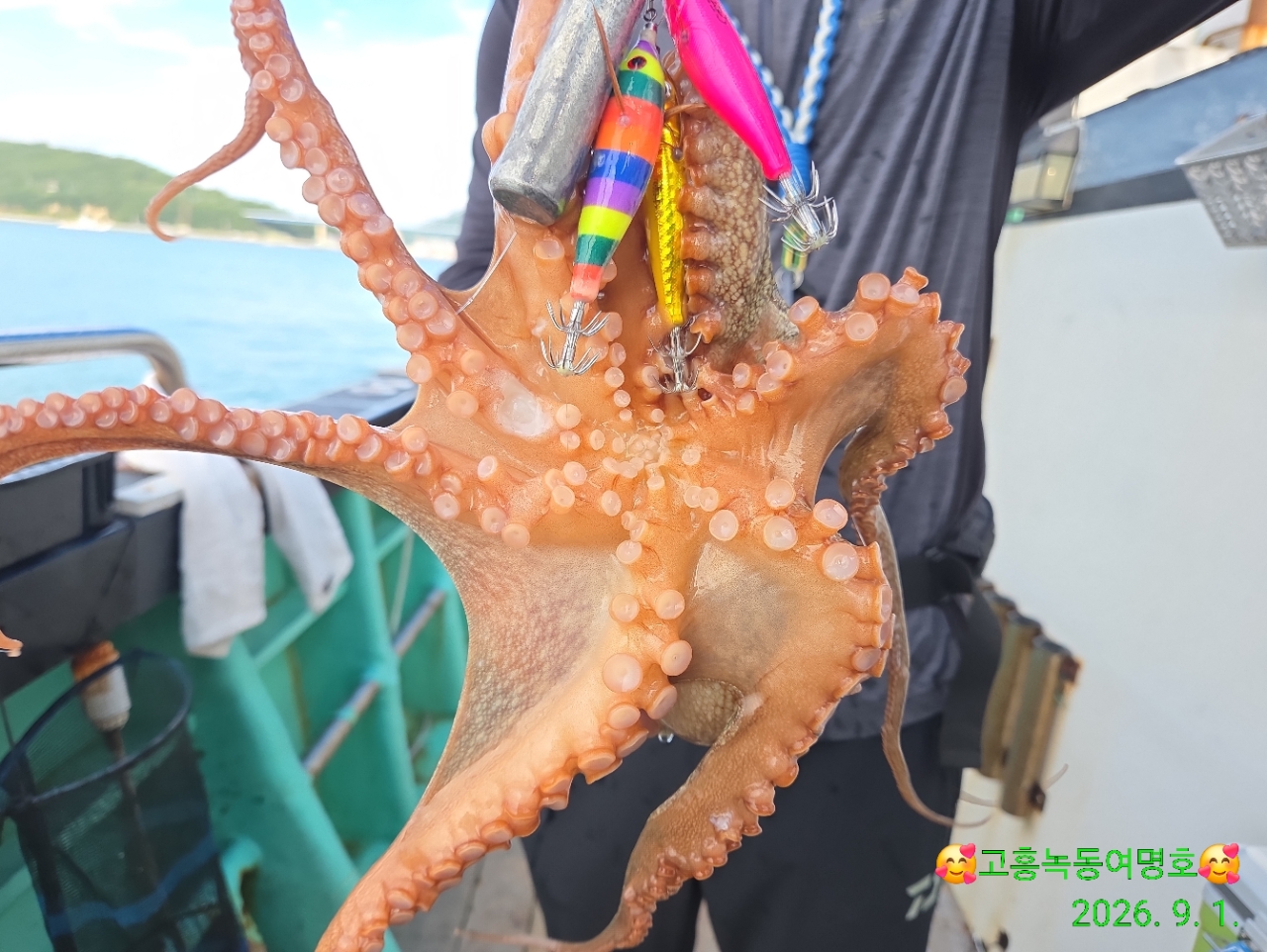 9월 1일 고흥 문어 선상낚시 조황 현장 사진 14