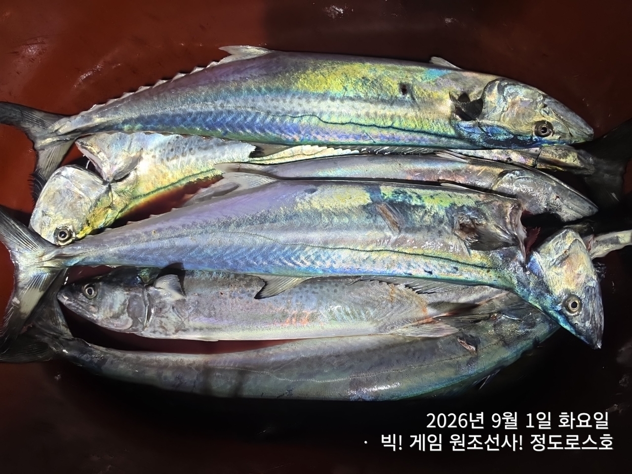 9월 1일 포항 무늬오징어 선상낚시 조황 현장 사진 22