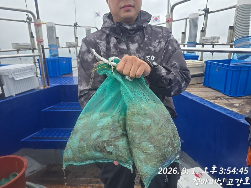 9월 1일 인천 갑오징어 선상낚시 조황 현장 사진 25