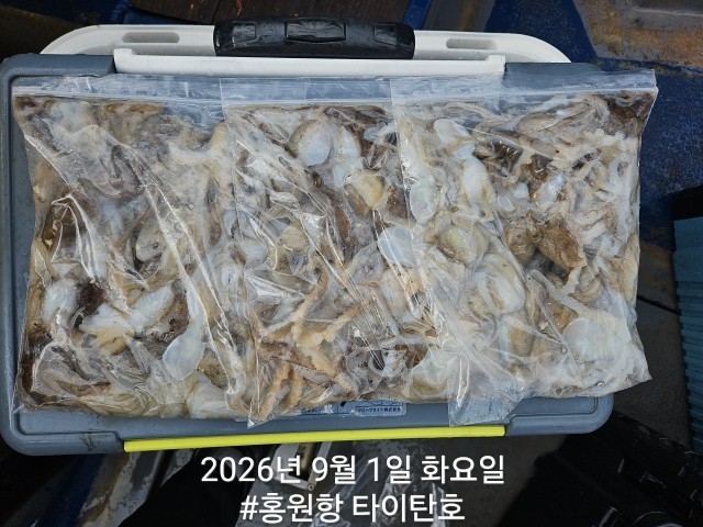 9월 1일 서천 갑오징어 선상낚시 조황 현장 사진 1