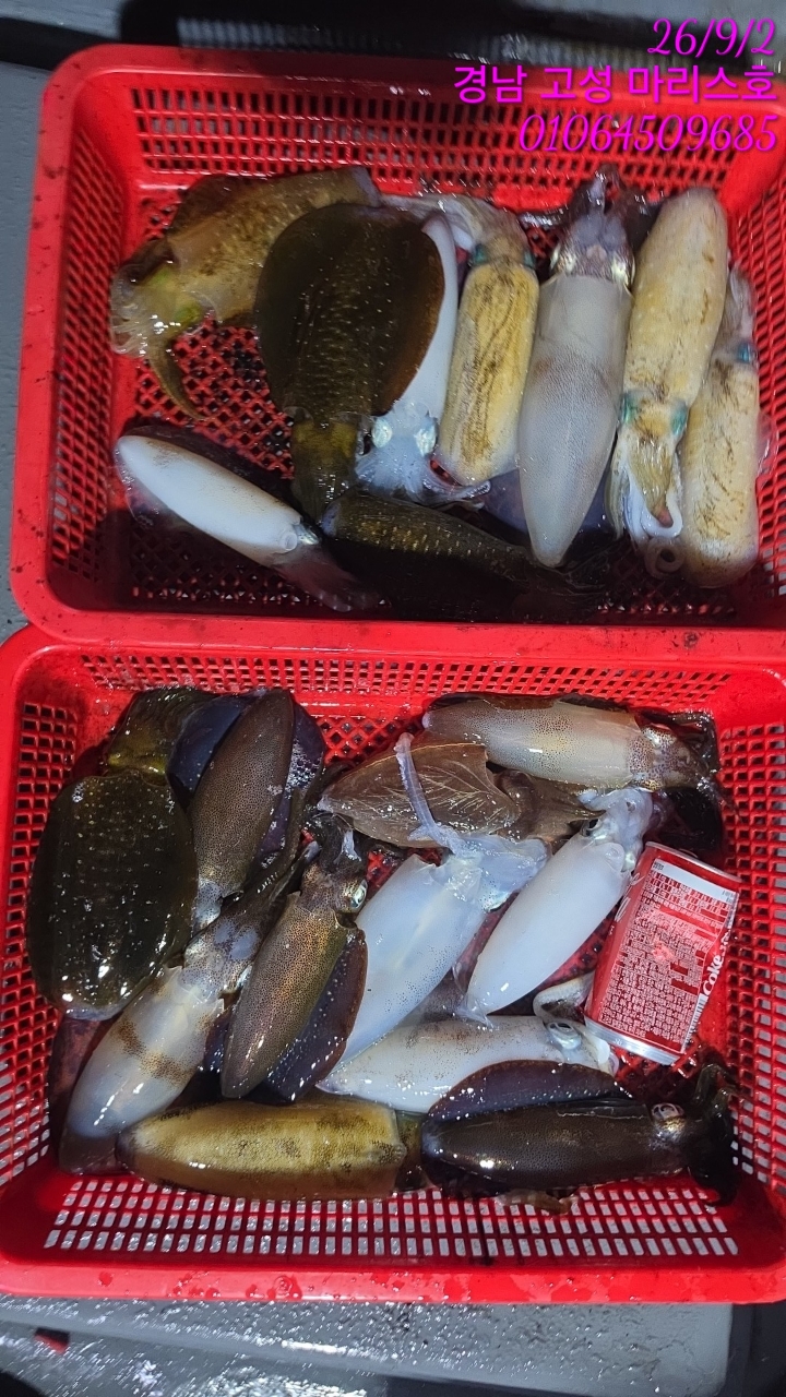 9월 1일 무늬오징어 선상낚시 조황 현장 사진 1