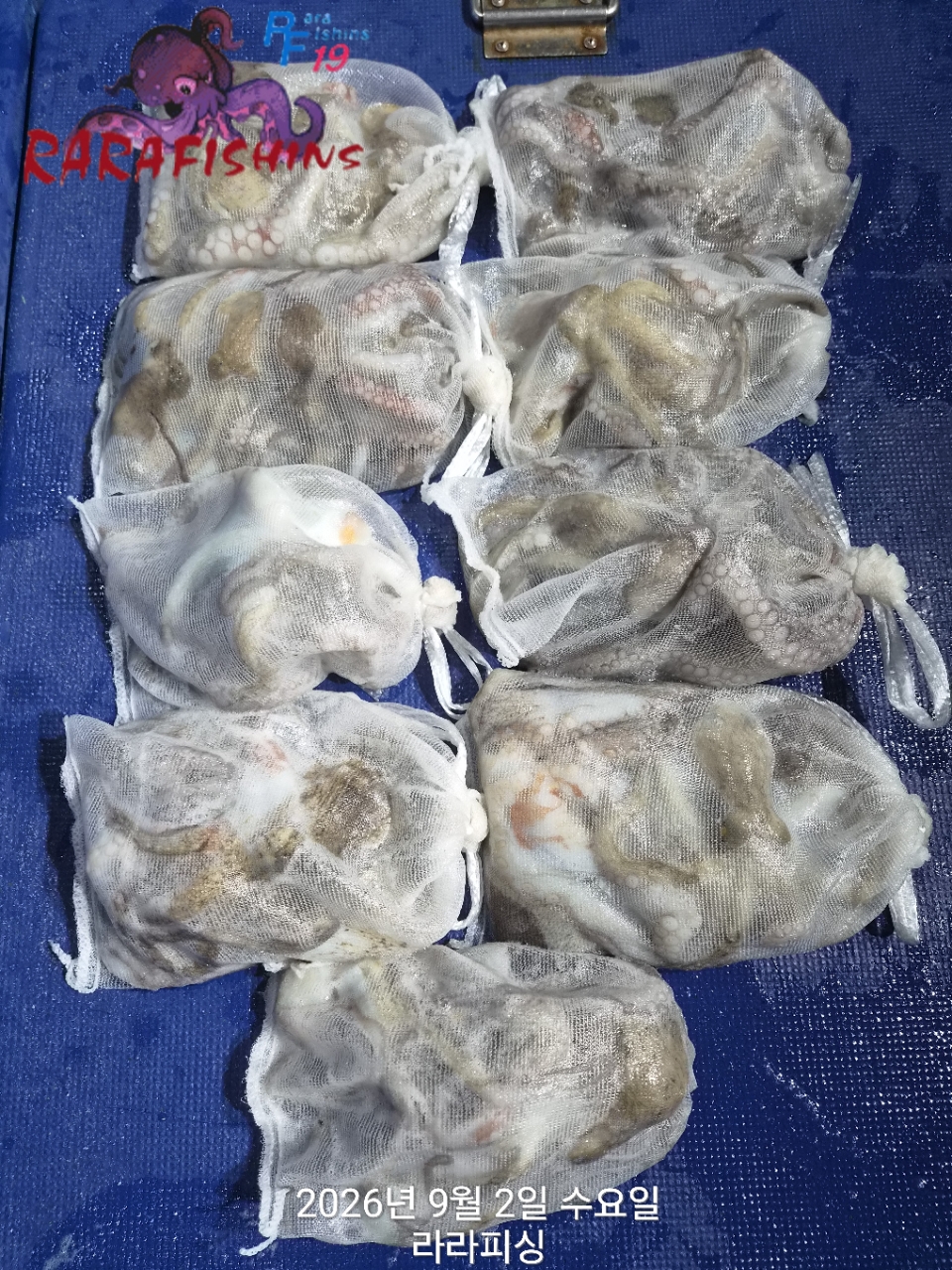 9월 1일 진해 문어 선상낚시 조황 현장 사진 1