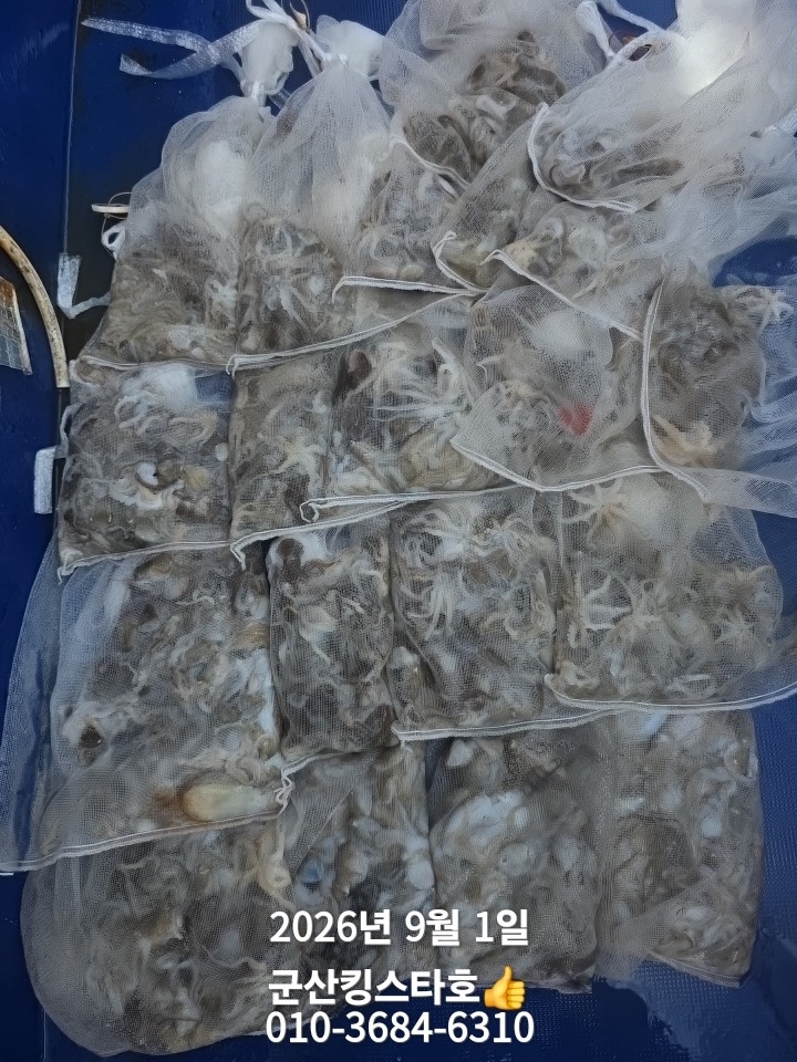 9월 1일 군산 주꾸미 선상낚시 조황 현장 사진 1