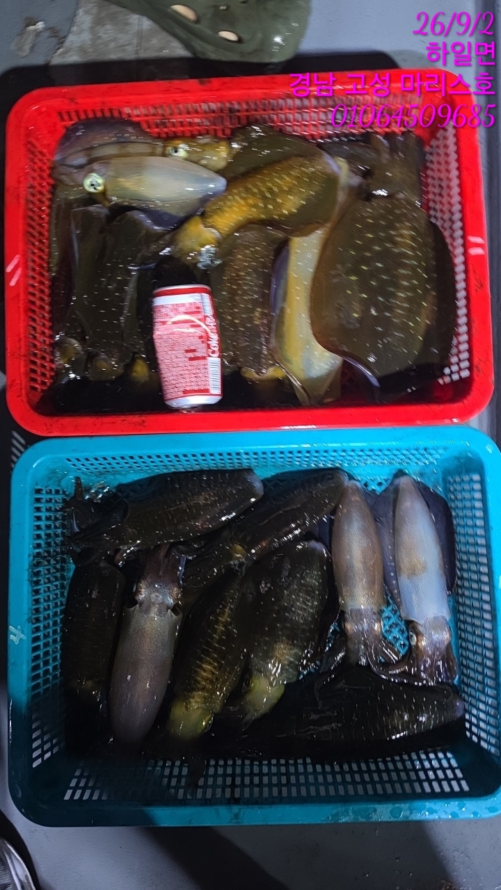 9월 1일 무늬오징어 선상낚시 조황 현장 사진 2