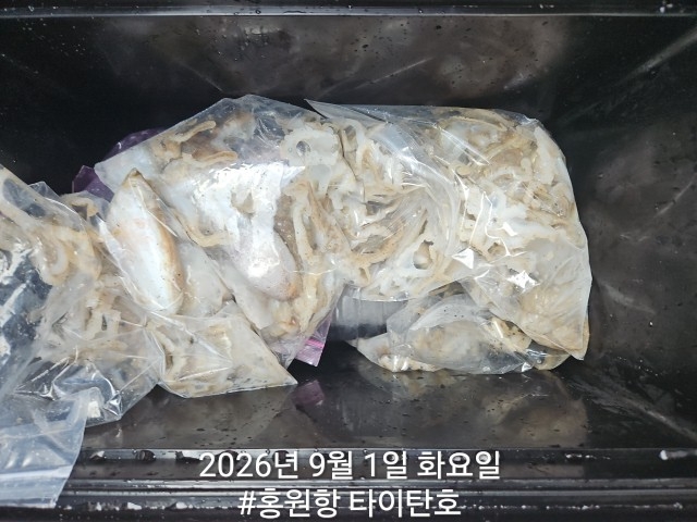 9월 1일 서천 갑오징어 선상낚시 조황 현장 사진 14