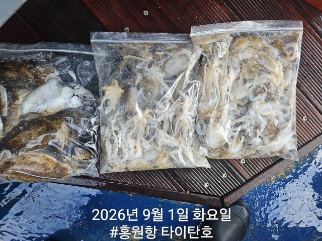 9월 1일 서천 갑오징어 선상낚시 조황 현장 사진 12