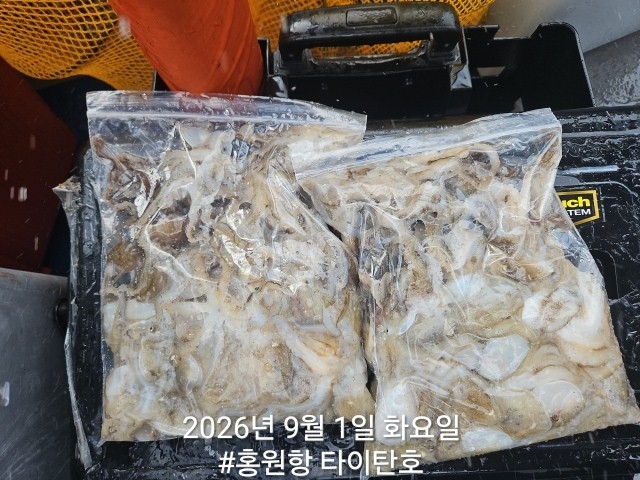 9월 1일 서천 갑오징어 선상낚시 조황 현장 사진 9