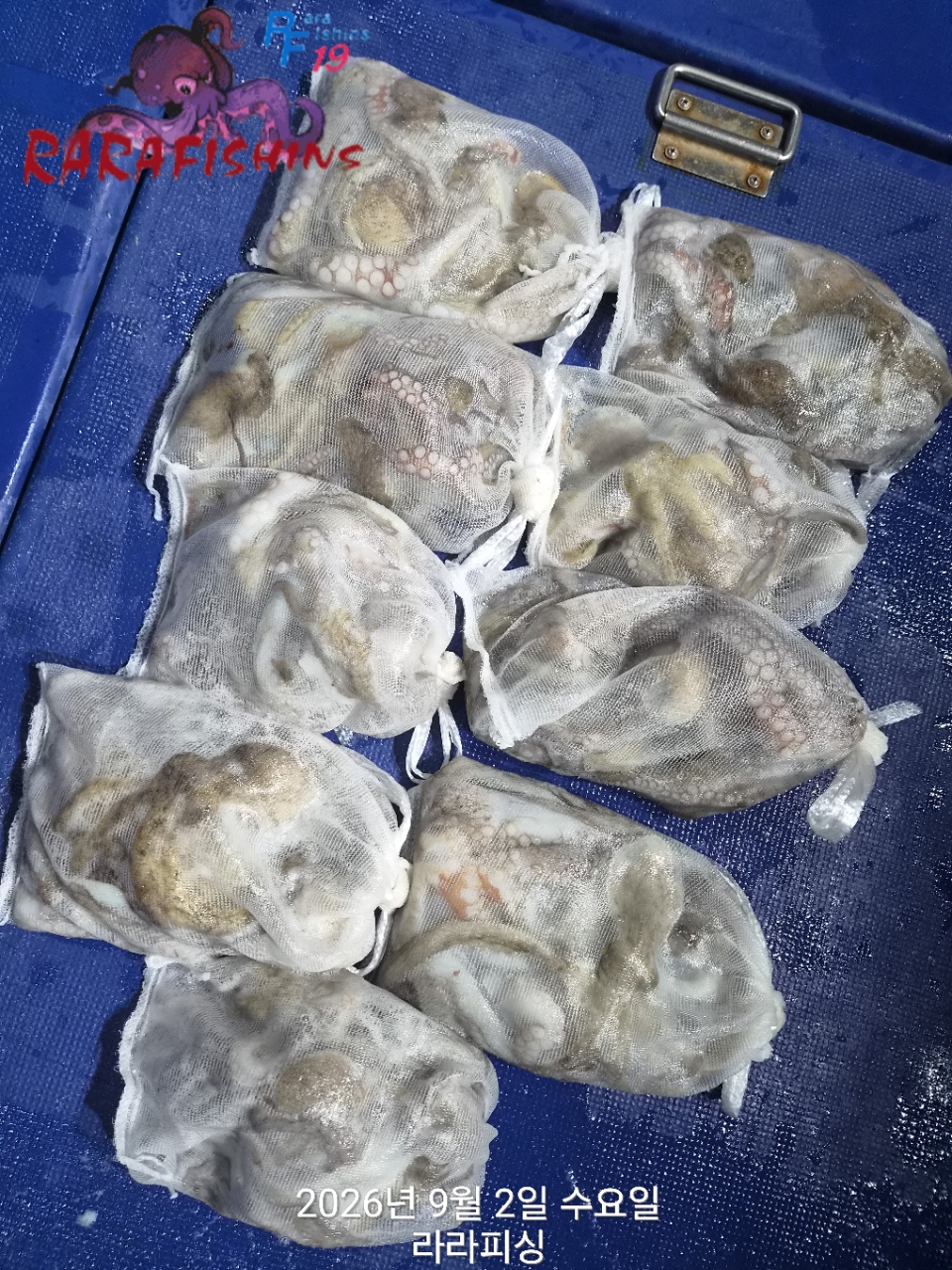 9월 1일 진해 문어 선상낚시 조황 현장 사진 15