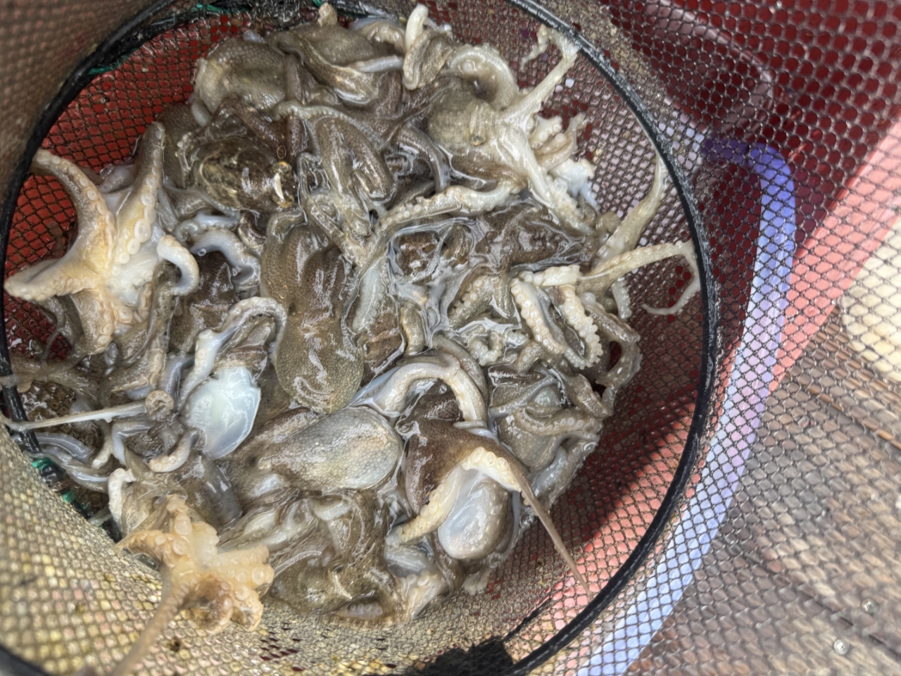 9월 1일 목포 주꾸미 선상낚시 조황 현장 사진 26