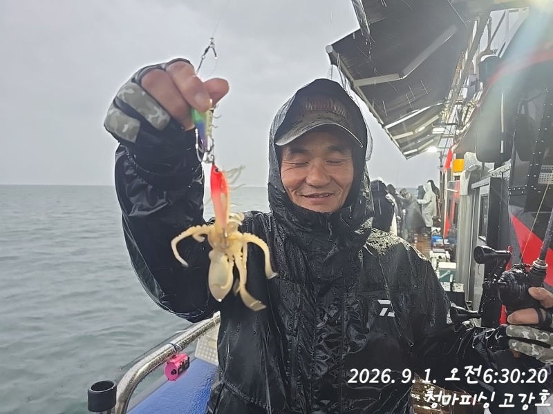 9월 1일 인천 갑오징어 선상낚시 조황 현장 사진 23