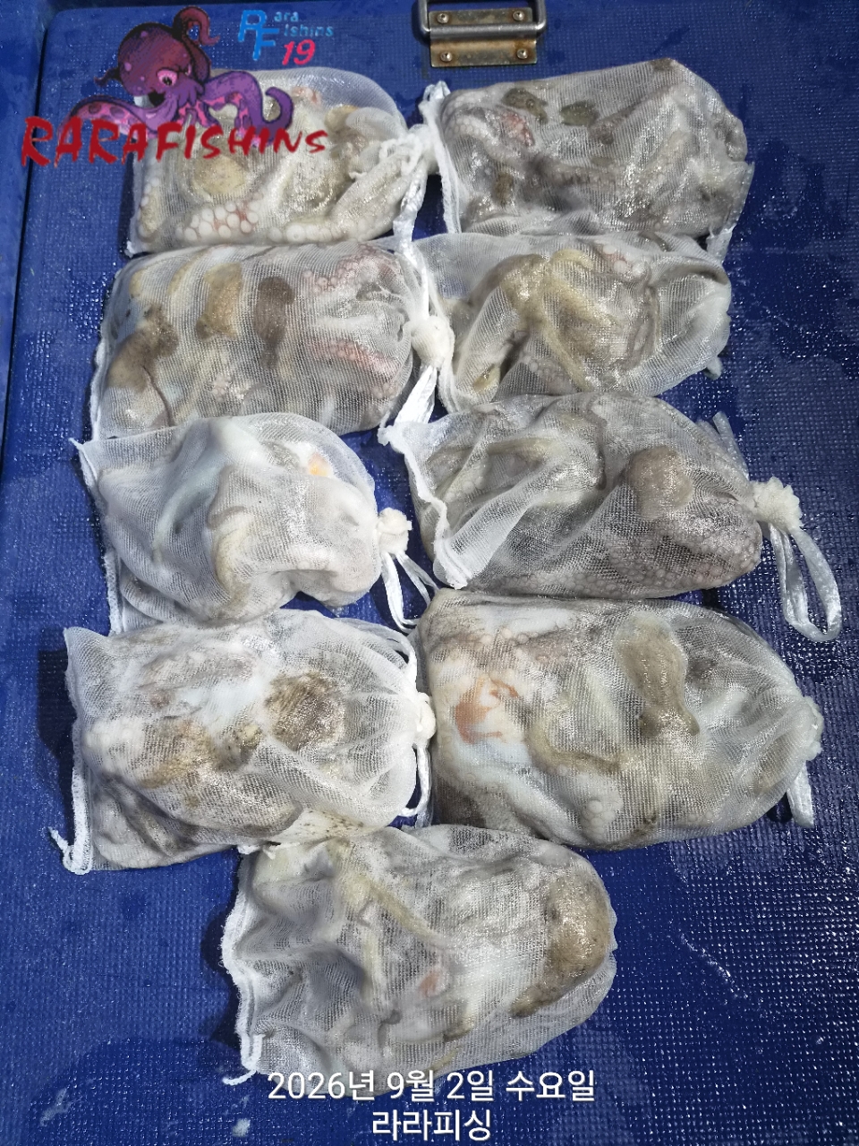 9월 1일 진해 문어 선상낚시 조황 현장 사진 2