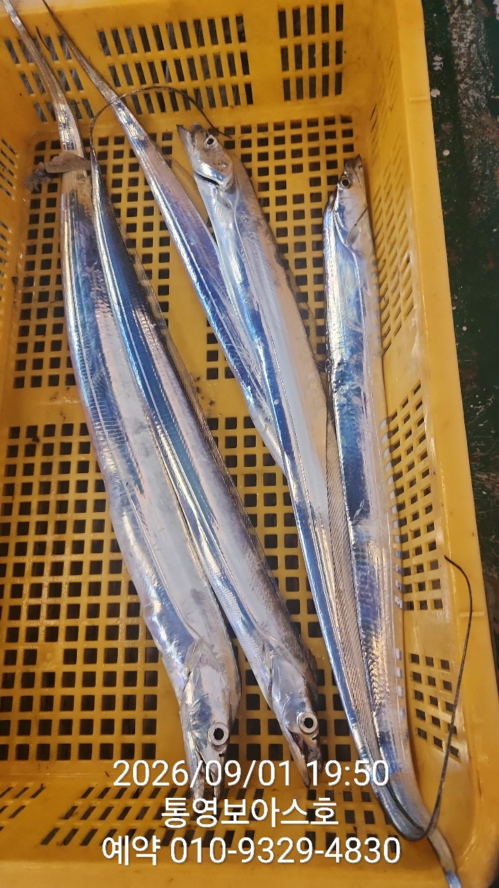 9월 1일 통영 갈치 선상낚시 조황 현장 사진 10