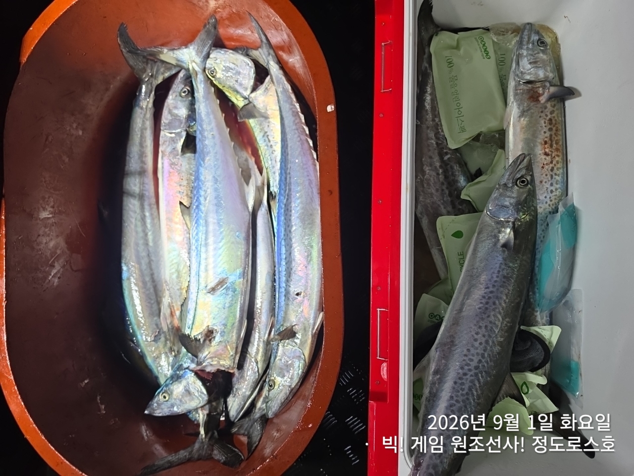 9월 1일 포항 무늬오징어 선상낚시 조황 현장 사진 21