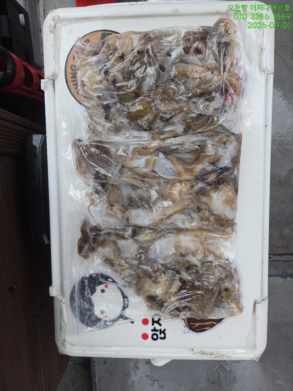 9월 1일 갑오징어 선상낚시 조황 현장 사진 6