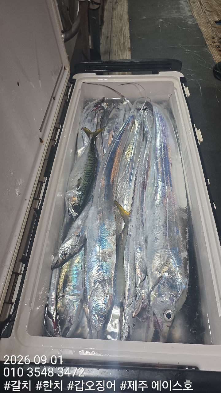 9월 1일 갈치 선상낚시 조황 현장 사진 13