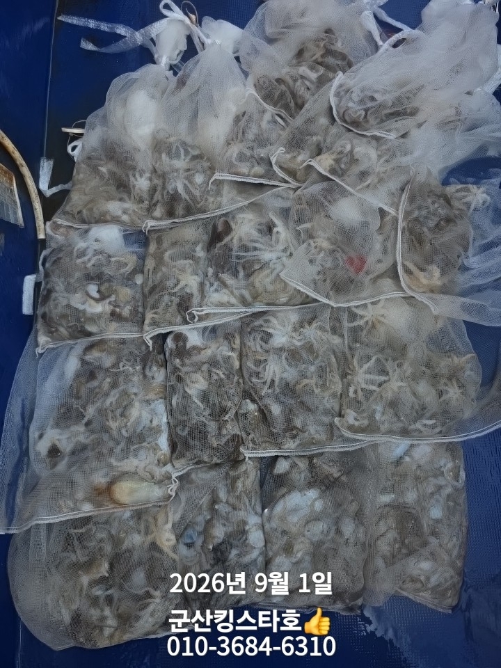 9월 1일 군산 주꾸미 선상낚시 조황 현장 사진 11