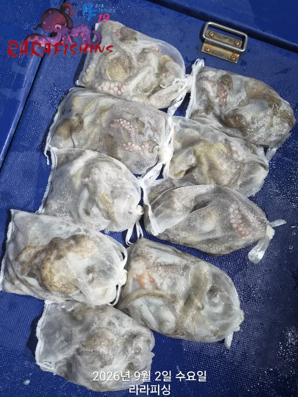 9월 1일 진해 문어 선상낚시 조황 현장 사진 14