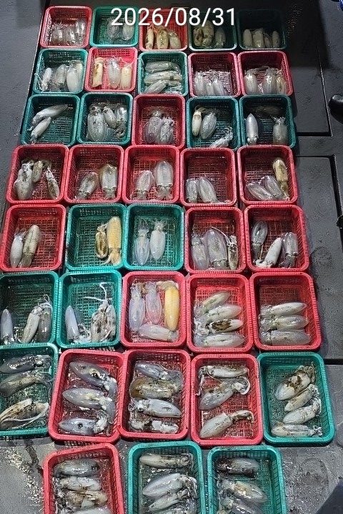 9월 2일 진해 무늬오징어 선상낚시 조황 현장 사진 7