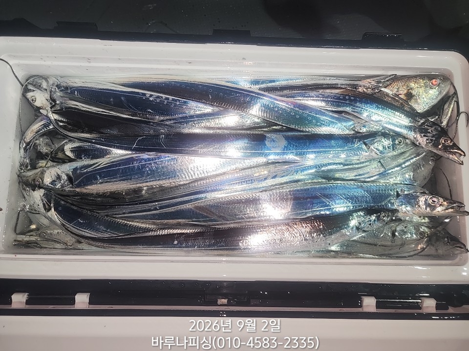 9월 1일 갈치 선상낚시 조황 현장 사진 9