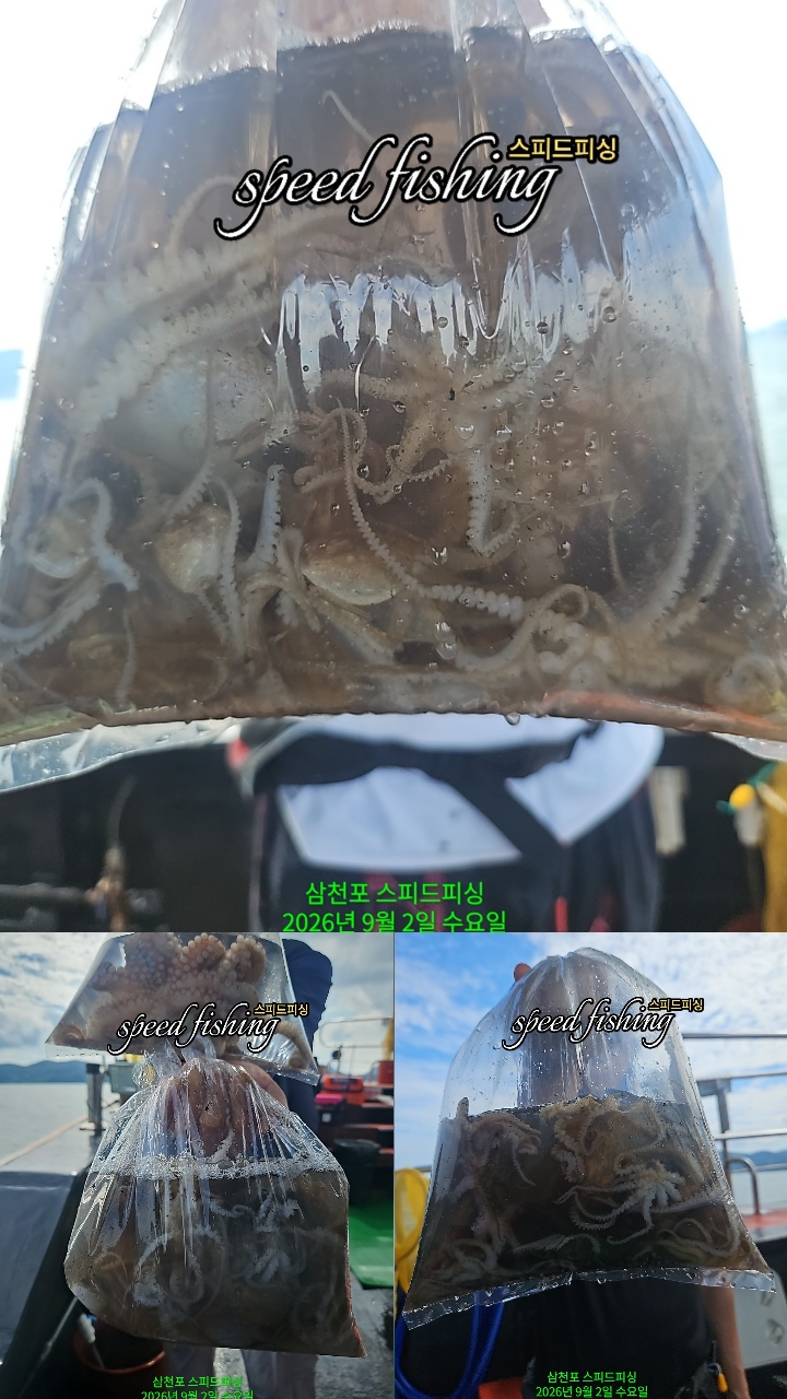 9월 2일 삼천포 주꾸미 선상낚시 조황 현장 사진 4