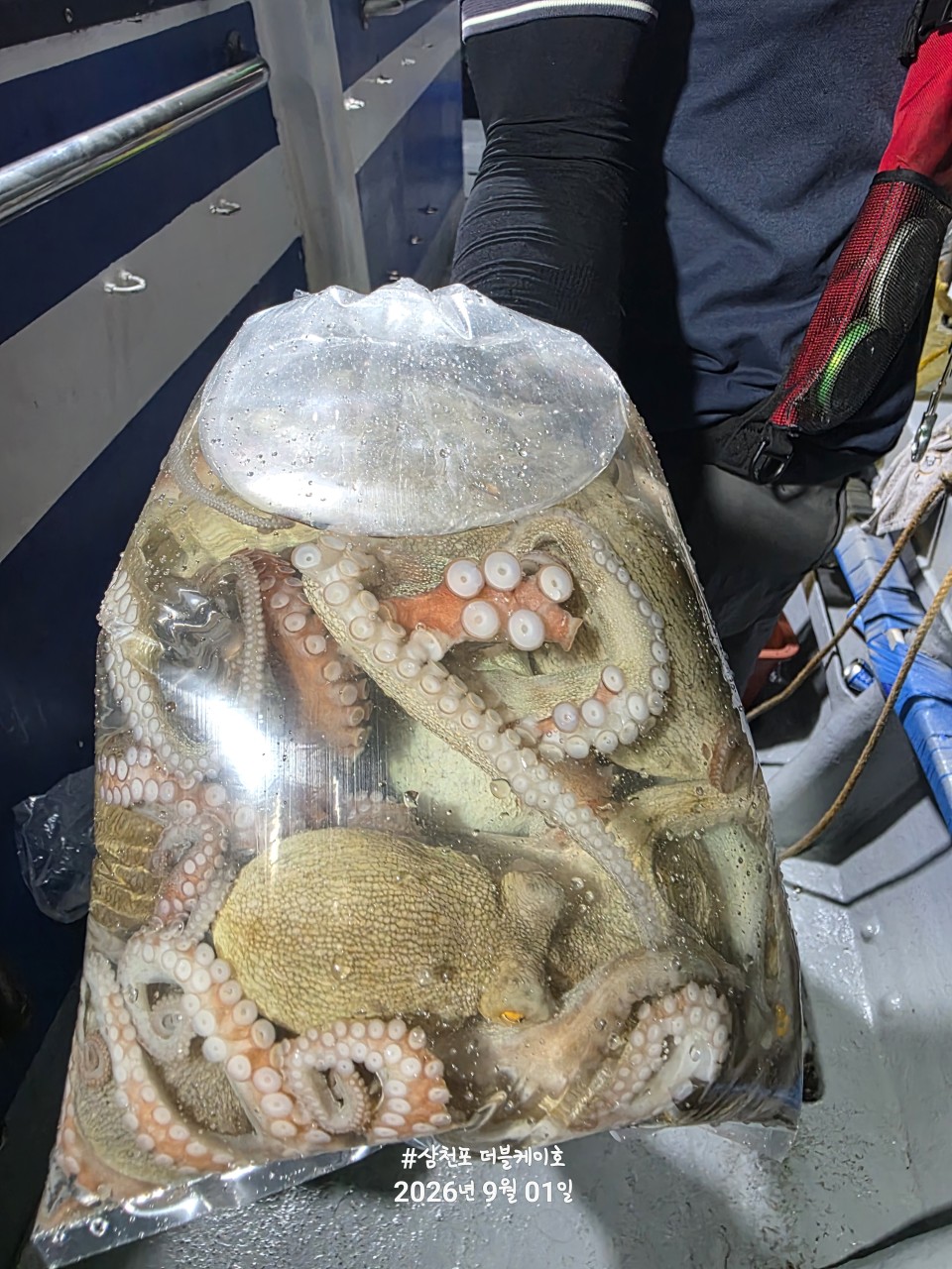 9월 2일 문어 선상낚시 조황 현장 사진 2