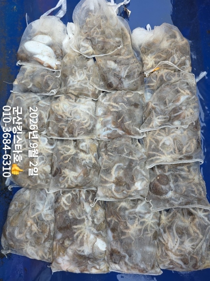 9월 2일 군산 주꾸미 선상낚시 조황 현장 사진 14