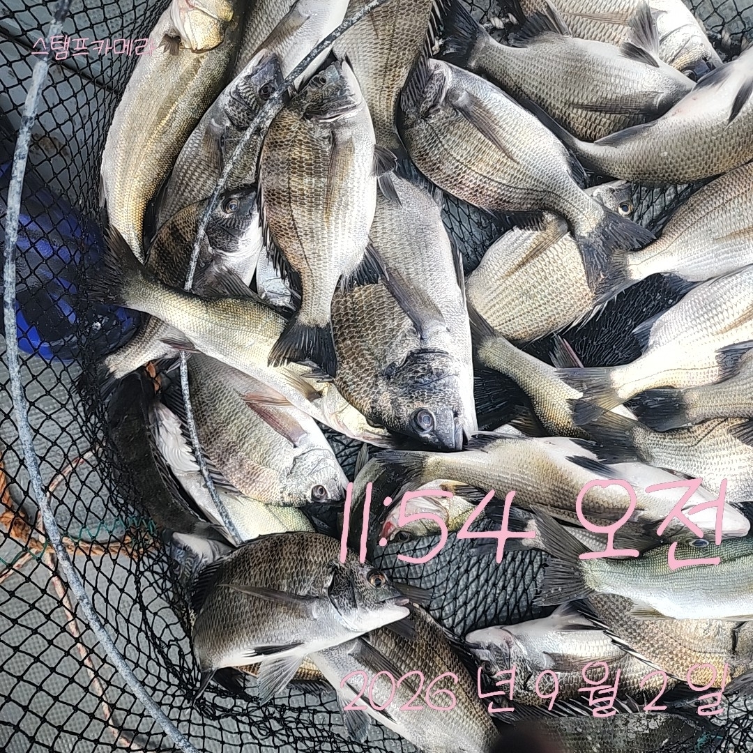 9월 2일 고성 감성돔 선상낚시 조황 현장 사진 4