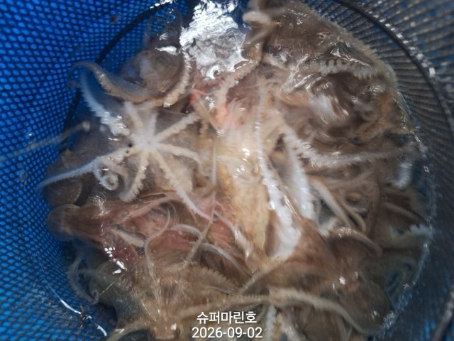 9월 2일 주꾸미 선상낚시 조황 현장 사진 6